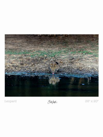 Erich Joseph - Leopard at pond - Print 